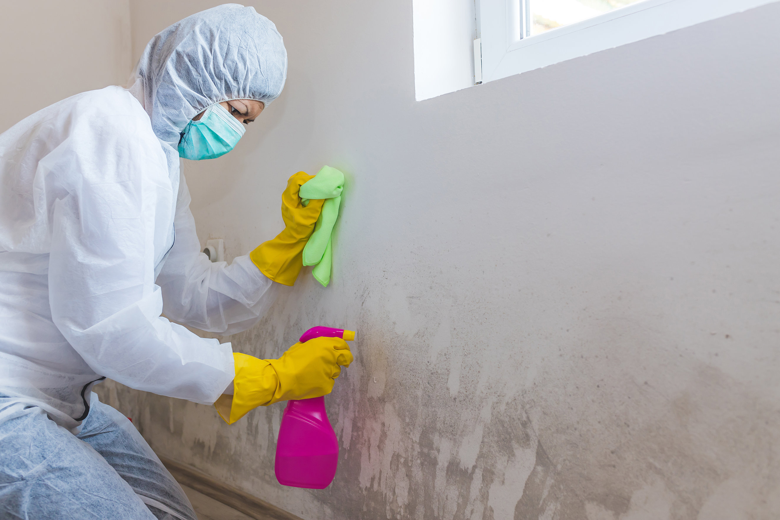 Close up of a female worker of cleaning service removes mold from wall using spray bottle with mold remediation chemicals Professionelle Schimmelbehandlung und Sanierputzarbeiten in Einhausen - Crössmann Baudekoration